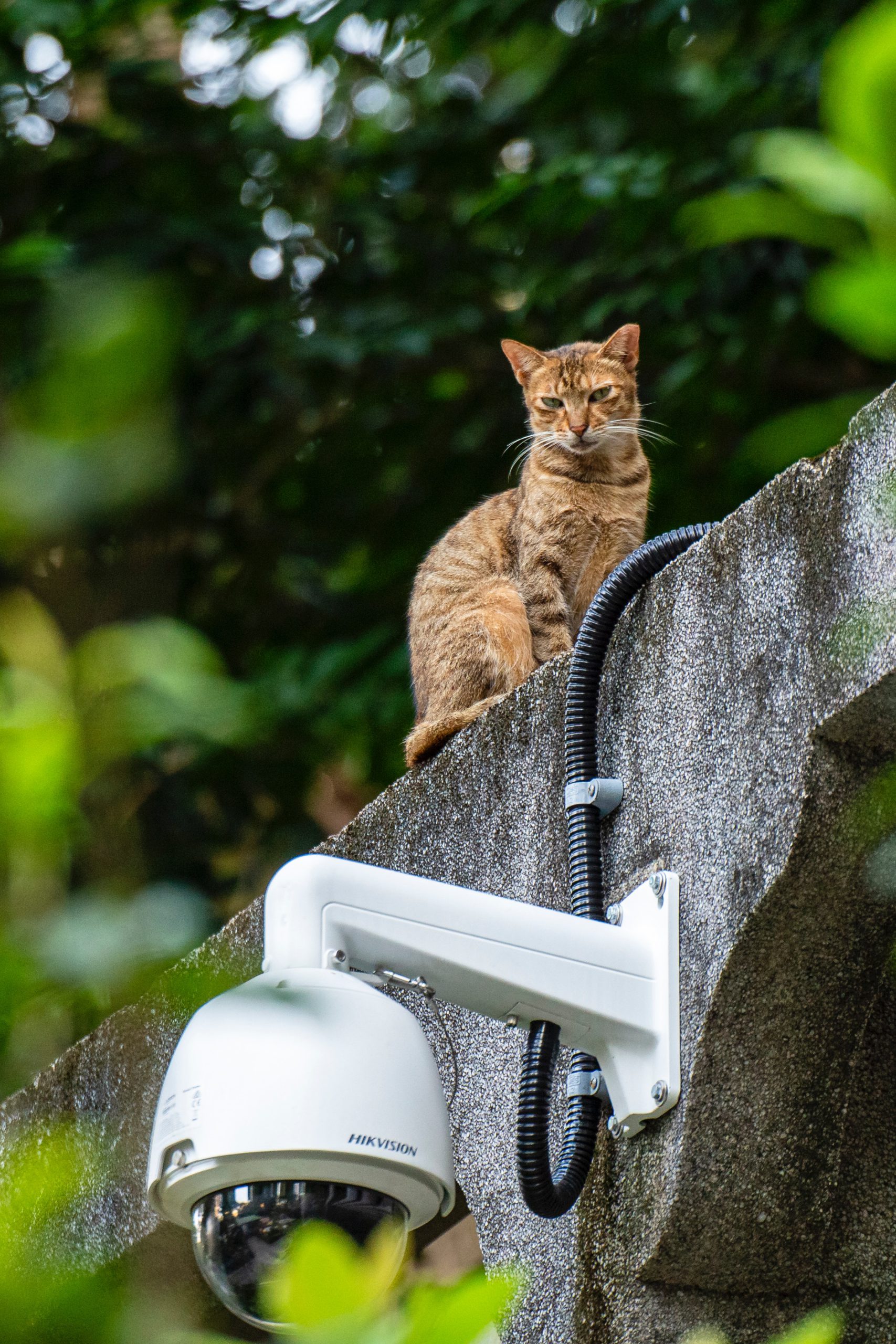 cctv_cat